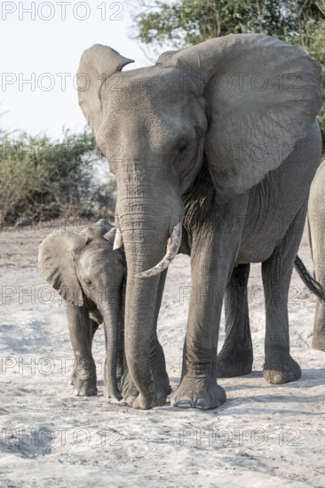 Mother with young, African elephant (Loxodonta africana), Ihaha, Chobe National Park, Botswana
