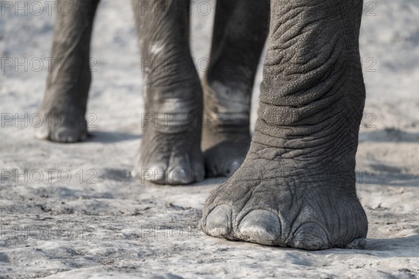 Detail, foot, African elephant (Loxodonta africana), Ihaha, Chobe National Park, Botswana