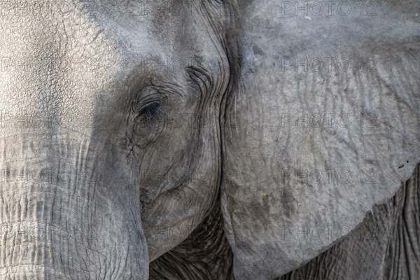 Animal portrait, African elephant (Loxodonta africana), Ihaha, Chobe National Park, Botswana