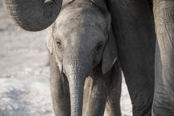 Juvenile African elephant (Loxodonta africana), Ihaha, Chobe National Park, Botswana