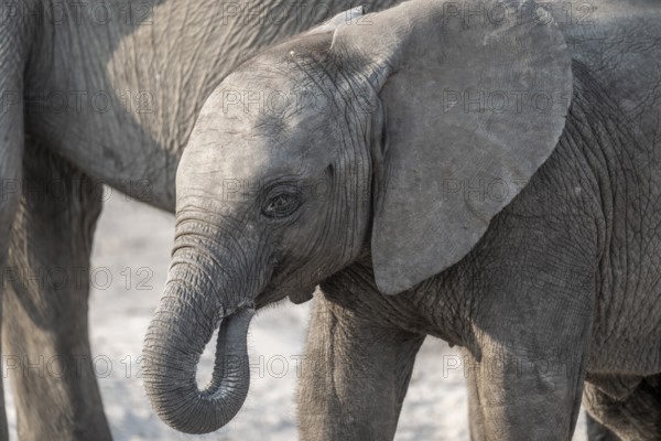 Juvenile, animal portrait, African elephant (Loxodonta africana), Ihaha, Chobe National Park, Botswana
