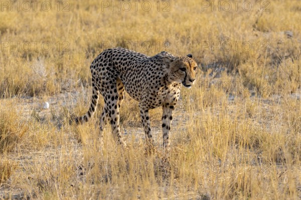 Cheetah (Acinonyx jubatus) running in dry savannah, Etosha National Park, Namibia