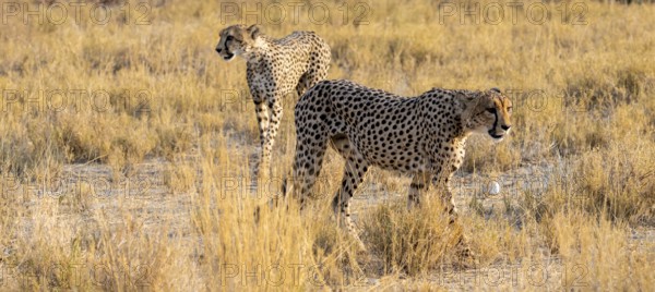 Two cheetahs (Acinonyx jubatus) in dry savannah, Etosha National Park, Namibia