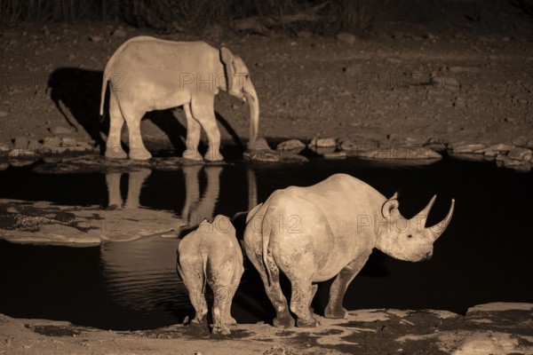 Night photograph, black rhino (Diceros bicornis) with young, Okaukuejo waterhole, Etosha National Park, Namibia