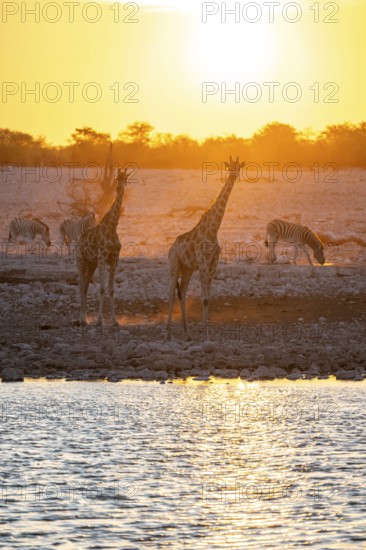Angola giraffe (Giraffa giraffa angolensis), two giraffes in the backlight at sunset, atmospheric sunset, Okaukuejo waterhole, Etosha National Park, Namibia