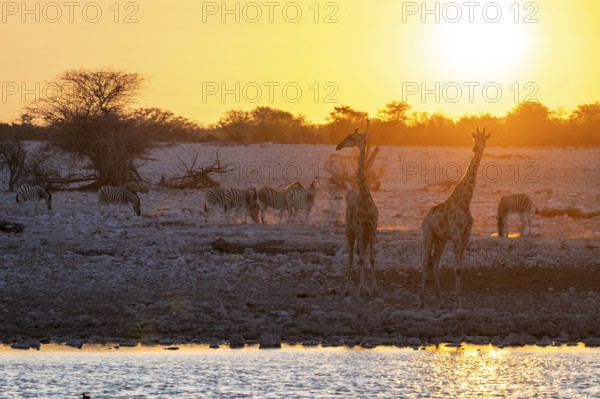 Angola giraffe (Giraffa giraffa angolensis), two giraffes in the backlight at sunset, atmospheric sunset, Okaukuejo waterhole, Etosha National Park, Namibia