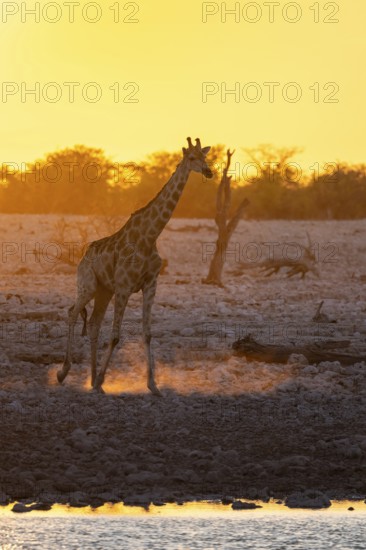 Angola giraffe (Giraffa giraffa angolensis), backlit at sunset, atmospheric sunset, Okaukuejo waterhole, Etosha National Park, Namibia
