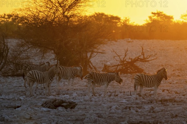 Steppe zebra (Equus quagga), group against the light at sunset, atmospheric sunset, Okaukuejo waterhole, Etosha National Park, Namibia