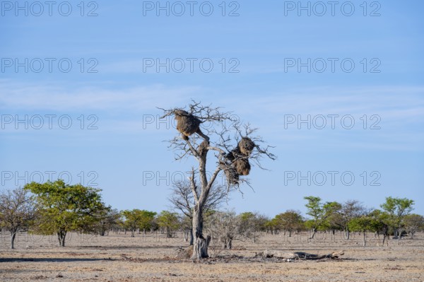 Camel's thorn tree (Acacia erioloba) with nest of the edible weaver, edible weaver (Philetairus socius), Etosha National Park, Namibia