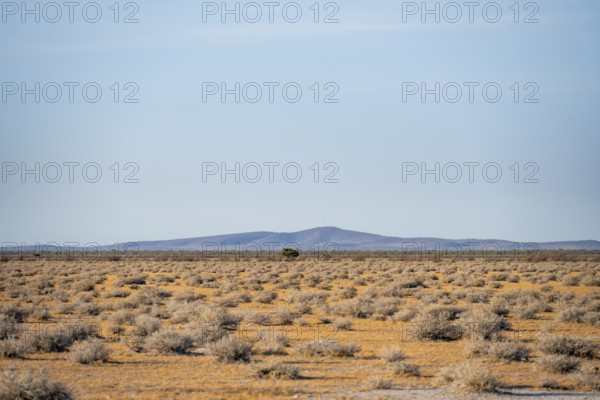 Arid landscape in Western Etosha National Park, Namibia