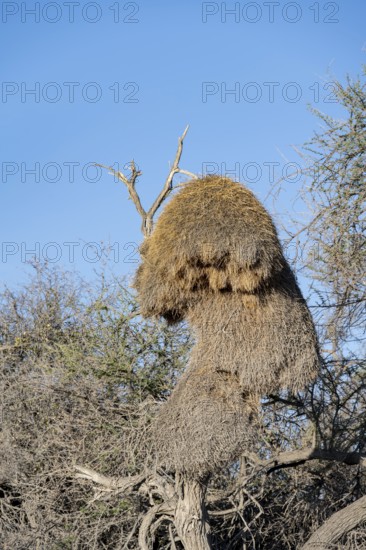 Camel's thorn tree (Acacia erioloba) with nest of the edible weaver, edible weaver (Philetairus socius), Etosha National Park, Namibia