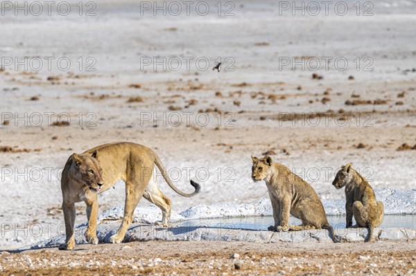 Lion (Panthera leo), with young at the waterhole, Nebrowni waterhole, Etosha National Park, Namibia