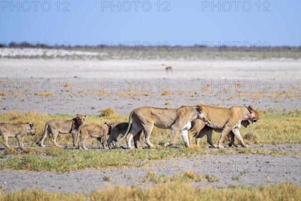 Lioness (Panthera leo) with cubs, Etosha National Park, Namibia