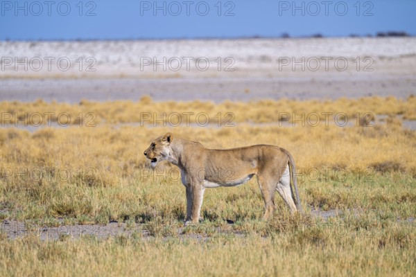 Lioness (Panthera leo), Etosha National Park, Namibia