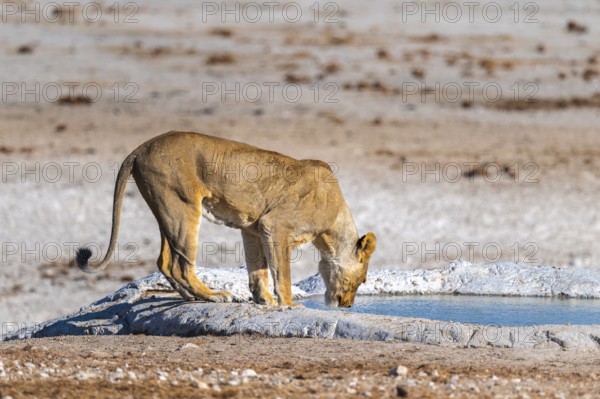 Lioness (Panthera leo) drinking at the waterhole, Nebrowni waterhole, Etosha National Park, Namibia