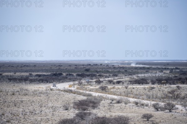 Road to Okaukuejo Camp, Etosha National Park, Namibia
