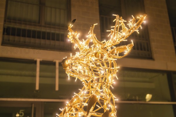 Glowing reindeer at night, decorated with fairy lights in gold, Sindelfingen, Böblingen district, Germany
