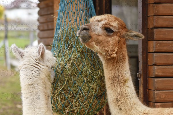 Two alpacas feeding from hanging hay net