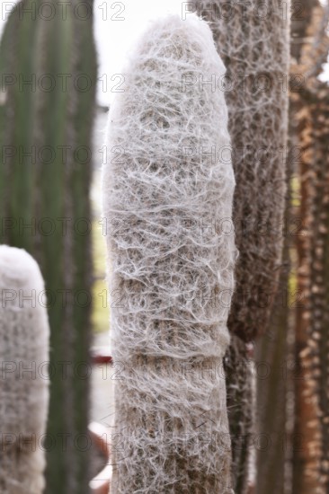 Close up of 'Espostao Ianata' cotton ball cactus houseplant with woolly coat