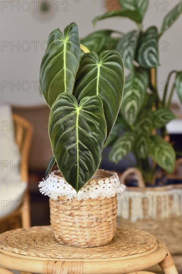 Exotic 'Philodendron Melanochrysum' houseplant with long velvet leaves in basket flower pot