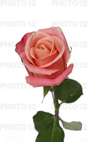 Single peach colored rose flower on white background