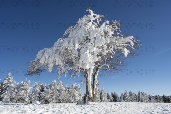 Winter atmosphere with snowy, snow-covered beech trees, windbreaks, windbeeches, Oberried, Schauinsland, Breisgau-Hochschwarzwald, Baden-WÃ¼rttemberg, Germany