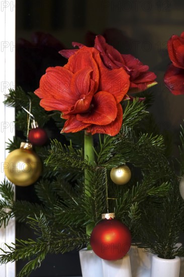 Still life with amaryllis and Christmas tree balls, Germany
