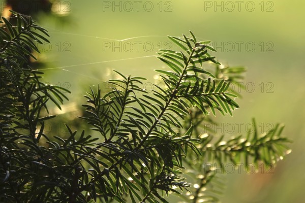 Yew with spider webs, winter, Germany