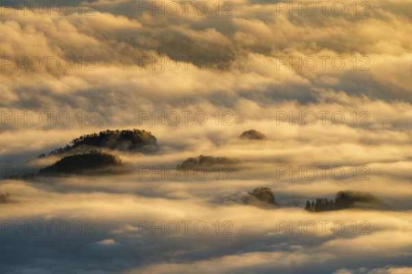 Wooded mountain peaks looking out of high fog in morning light, Barmsteine, Marktschellenberg, Berchtesgadener Land, Upper Bavaria, Bavaria, Germany