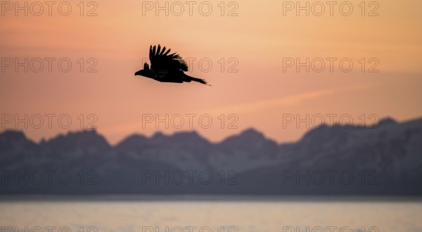 Bald eagle (Haliaeetus leucocephalus) flying in front of mountain silhouettes of the Aleutian chain, at sunset, picturesque golden light of the midnight sun, Cook Inlet, Anchor Point, Anchor River State Recreation Area, Alaska, USA