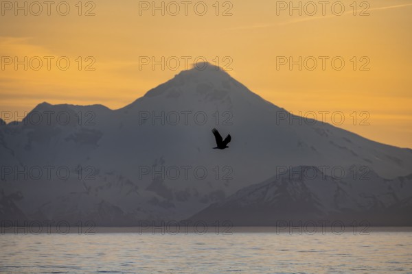 Bald eagle (Haliaeetus leucocephalus) flying in front of mountain silhouettes of the Aleutian chain with peak Mount Iliamna, at sunset, picturesque golden light of the midnight sun, Cook Inlet, Anchor Point, Anchor River State Recreation Area, Alaska, USA