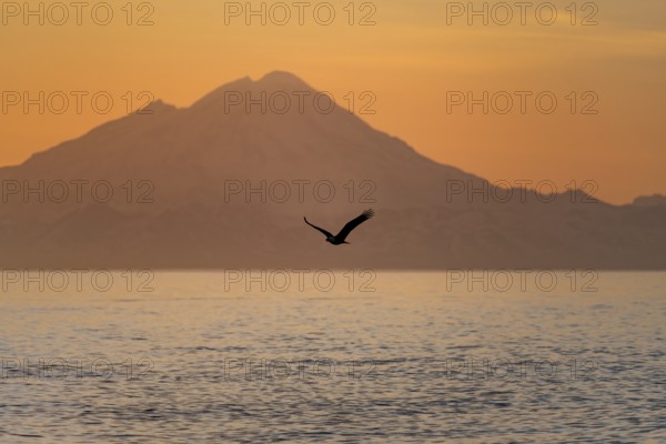 Bald eagle (Haliaeetus leucocephalus) flying in front of mountain silhouettes of the Aleutian chain with peak Mount Redoubt, at sunset, picturesque golden light of the midnight sun, Cook Inlet, Anchor Point, Anchor River State Recreation Area, Alaska, USA
