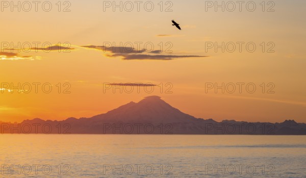View over Cook Inlet to white mountain peaks of Mount Redoubt, at sunset, picturesque golden light of the midnight sun, bald eagle (Haliaeetus leucocephalus) in flight, mountains of the Aleutian chain, Anchor Point, Anchor River State Recreation Area, Alaska, USA