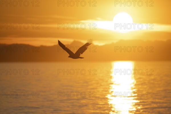 Bald eagle (Haliaeetus leucocephalus) flying in front of the setting sun, sunset, picturesque golden light of the midnight sun, Cook Inlet, Anchor Point, Anchor River State Recreation Area, Alaska, USA