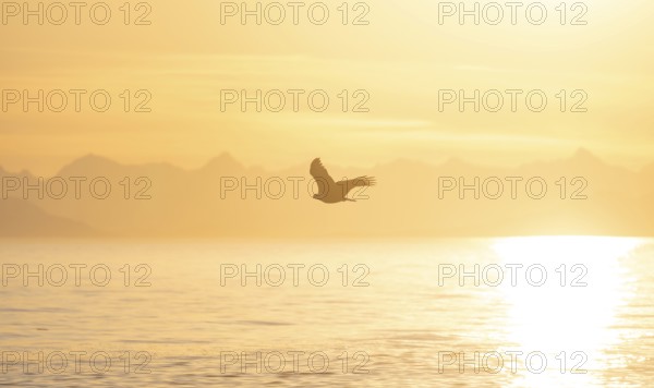 Bald eagle (Haliaeetus leucocephalus) flying against the setting sun, sunset, picturesque golden light of the midnight sun, Cook Inlet, Anchor Point, Anchor River State Recreation Area, Alaska, USA