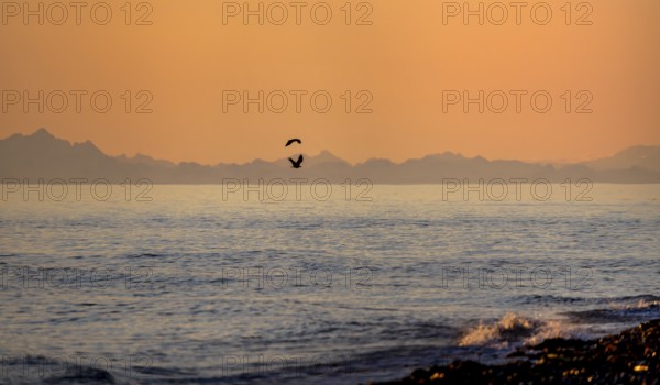 View over Cook Inlet to mountains of the Aleutian chain, at sunset, picturesque golden light of the midnight sun, bald eagle (Haliaeetus leucocephalus) in flight, Anchor Point, Anchor River State Recreation Area, Alaska, USA