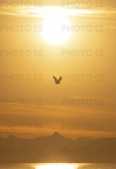 Bald eagle (Haliaeetus leucocephalus) in flight in front of the setting sun, sunset, picturesque golden light of the midnight sun, Cook Inlet, Anchor Point, Anchor River State Recreation Area, Alaska, USA