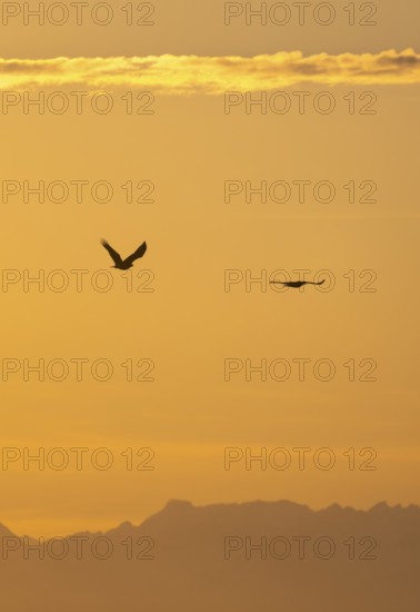 Two bald eagles (Haliaeetus leucocephalus) in flight, at sunset, picturesque golden light of the midnight sun, Cook Inlet, Anchor Point, Anchor River State Recreation Area, Alaska, USA