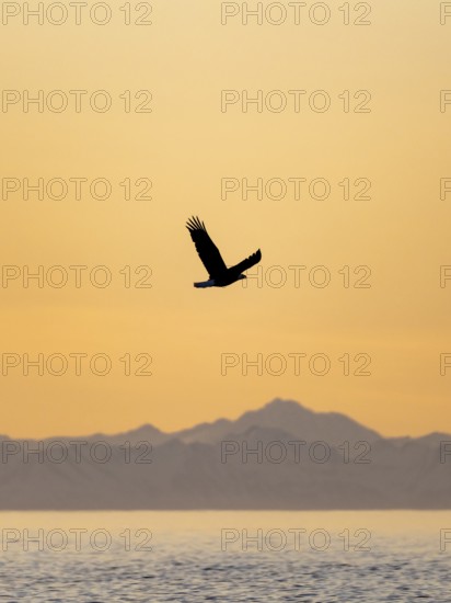 Bald eagle (Haliaeetus leucocephalus) flying in front of mountain silhouettes of the Aleutian chain, at sunset, picturesque golden light of the midnight sun, Cook Inlet, Anchor Point, Anchor River State Recreation Area, Alaska, USA