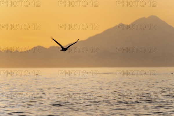 Bald eagle (Haliaeetus leucocephalus) flying in front of mountain silhouettes of the Aleutian chain with peak Mount Redoubt, at sunset, picturesque golden light of the midnight sun, Cook Inlet, Anchor Point, Anchor River State Recreation Area, Alaska, USA
