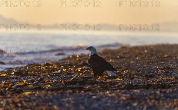 Bald eagle (Haliaeetus leucocephalus) on the beach at sunset, picturesque golden light of the midnight sun, Cook Inlet, Anchor Point, Anchor River State Recreation Area, Alaska, USA