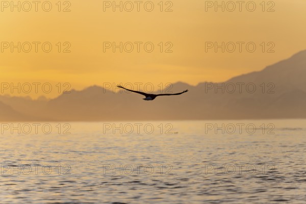 Bald eagle (Haliaeetus leucocephalus) flying in front of mountain silhouettes of the Aleutian chain, at sunset, picturesque golden light of the midnight sun, Cook Inlet, Anchor Point, Anchor River State Recreation Area, Alaska, USA