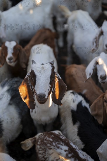 Goat stable, goats, traditional Himba village, Kaokoveld, Kunene, Namibia
