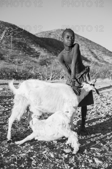 Black and white, Himba boy keeping goat, goat suckling young, Kaokoveld, Kunene, Namibia