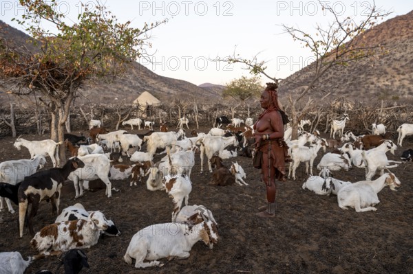 Himba woman milking a goat, traditional Himba village, Kaokoveld, Kunene, Namibia