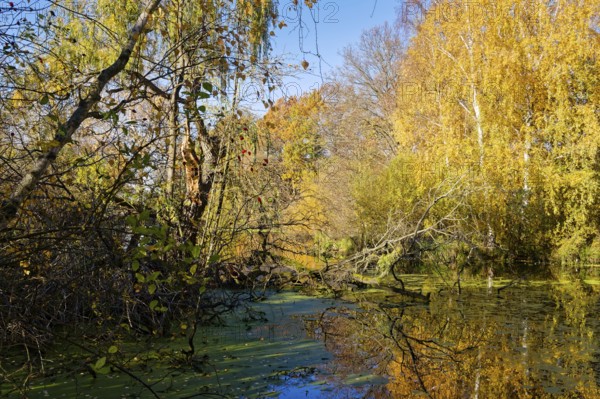 Autumn colors on Sandbrack, a lake in the Kirchwerder district of Hamburg. FÃ¼nfhausen, Kirchwerder, Hamburg, Germany