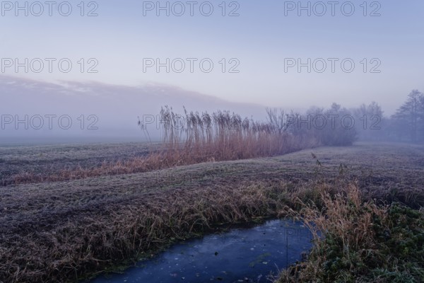 Winter landscape with reed at the Unterer Warwischer Wasserweg drainage trench in Hamburg's Vier- und Marschlanden. Kirchwerder, Hamburg, Germany