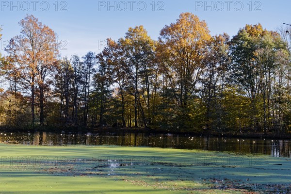 Autumn colors and algae on Sandbrack, a lake in the Kirchwerder district of Hamburg. FÃ¼nfhausen, Kirchwerder, Hamburg, Germany
