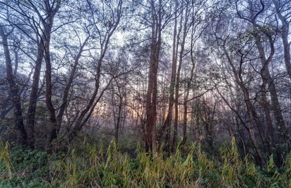 Wintery forest in the Lower Warwischer Wasserweg wetland in Hamburg's Vier- und Marschlanden. Kirchwerder, Hamburg, Germany