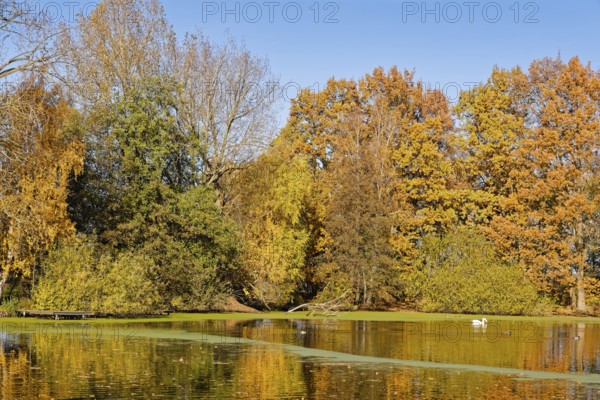The Sandbrack, a lake in the Kirchwerder district of Hamburg, in front of colorful autumn trees. FÃ¼nfhausen, Kirchwerder, Hamburg, Germany